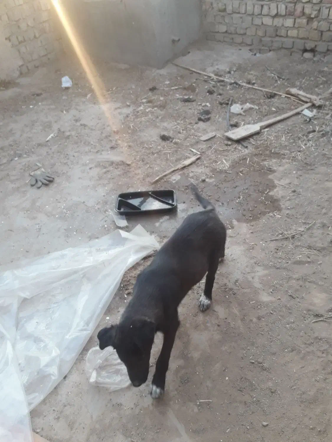 توله سگ واگذاری|سگ|قم, جمکران|دیوار