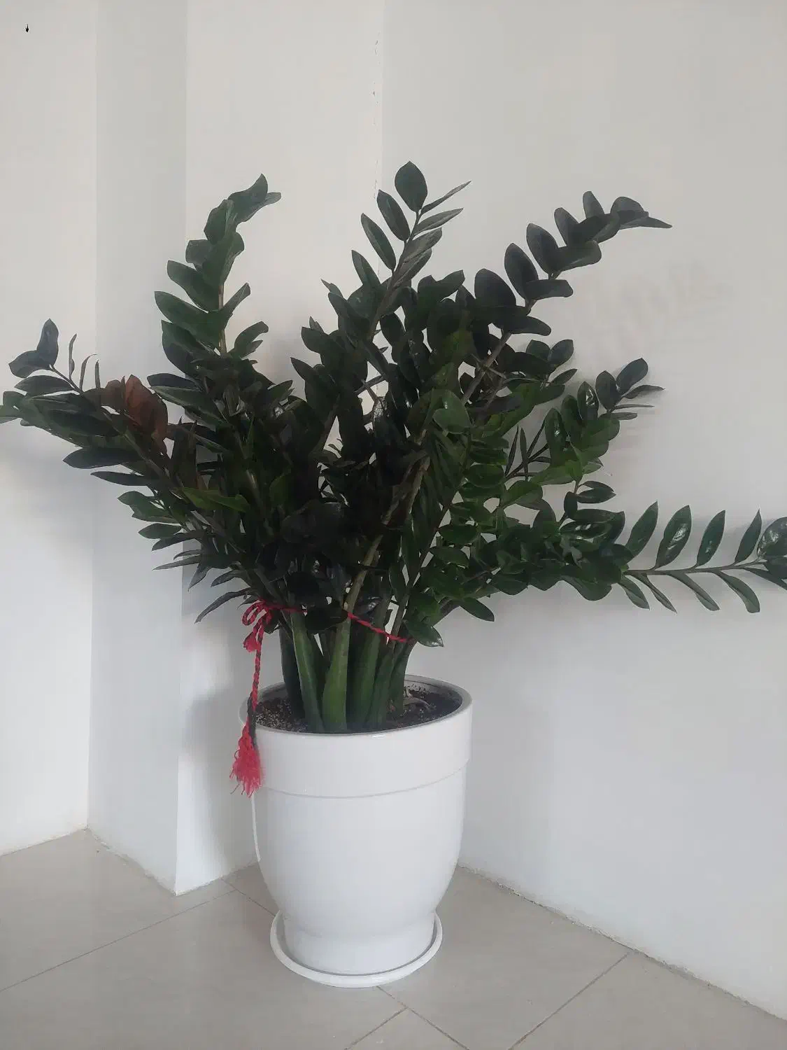 گل ساختمانی|گل و گیاه طبیعی|مشکین‌دشت, |دیوار