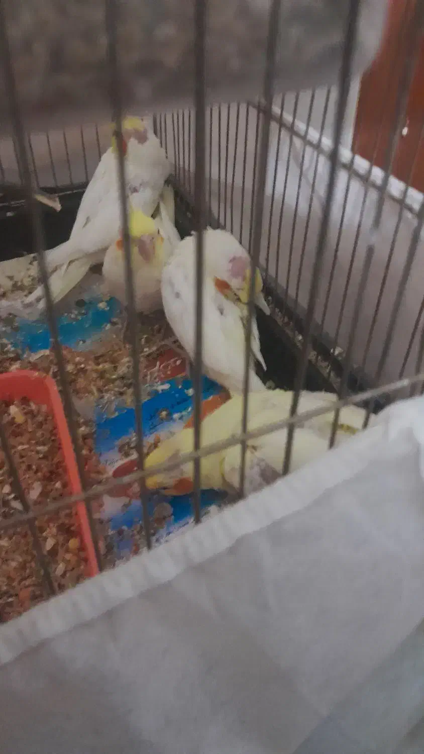 جوجه عروس هلندی|پرنده|چناران, |دیوار