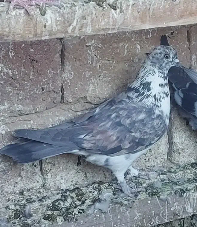 کفتر۳تا|پرنده|قم, آزادگان|دیوار