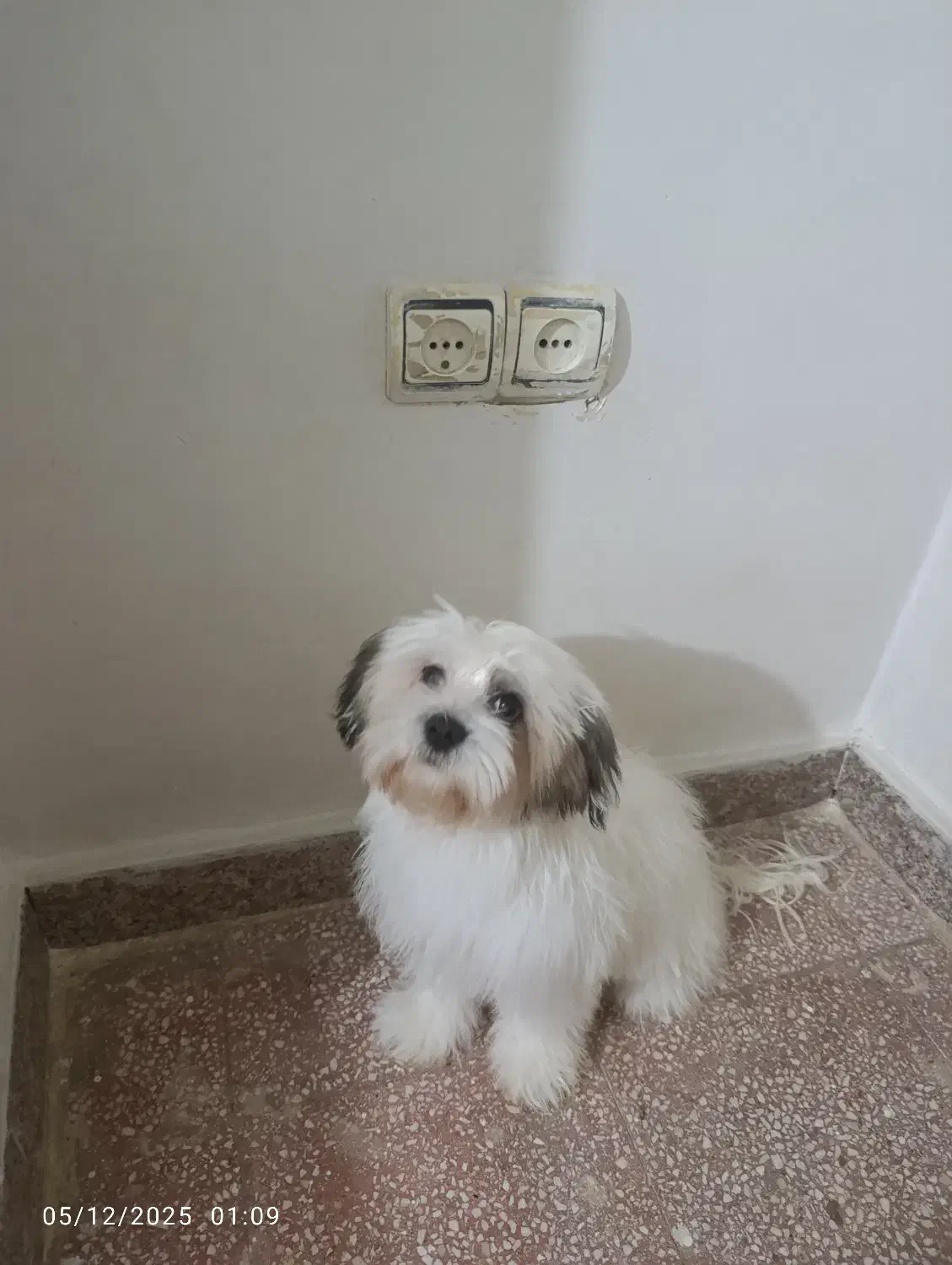 واگذاری یک قلاده سگ شیتزو کراس  ماده شش ماهه|سگ|قرچک, شهرک الحدید|دیوار