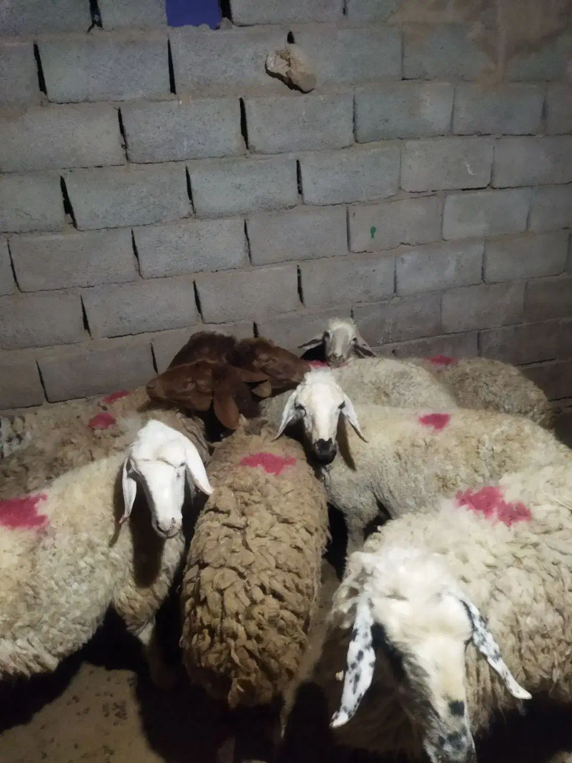 ۸ راس میش داشتی آبستن|حیوانات مزرعه|سبزوار, قصبه شرقی|دیوار