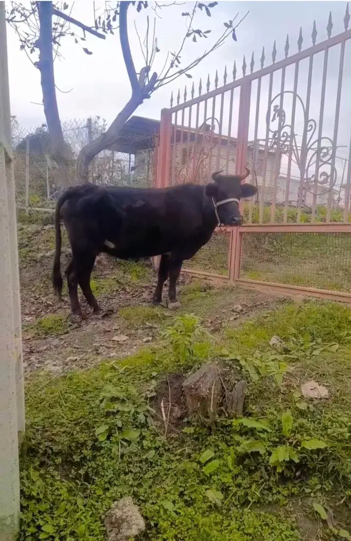 گاو شکم دار|حیوانات مزرعه|تالش, هشتپر|دیوار