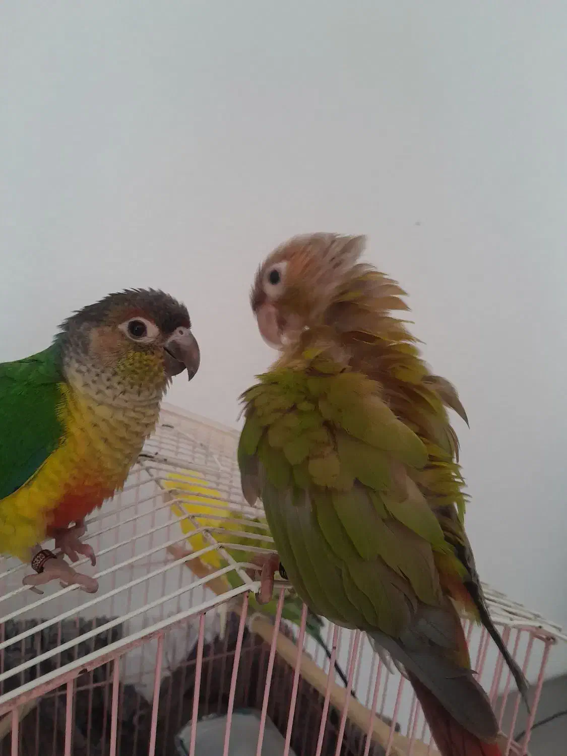 یک جفت گرینچیک.فول رام|پرنده|پاکدشت, پاکدشت (مامازند)|دیوار