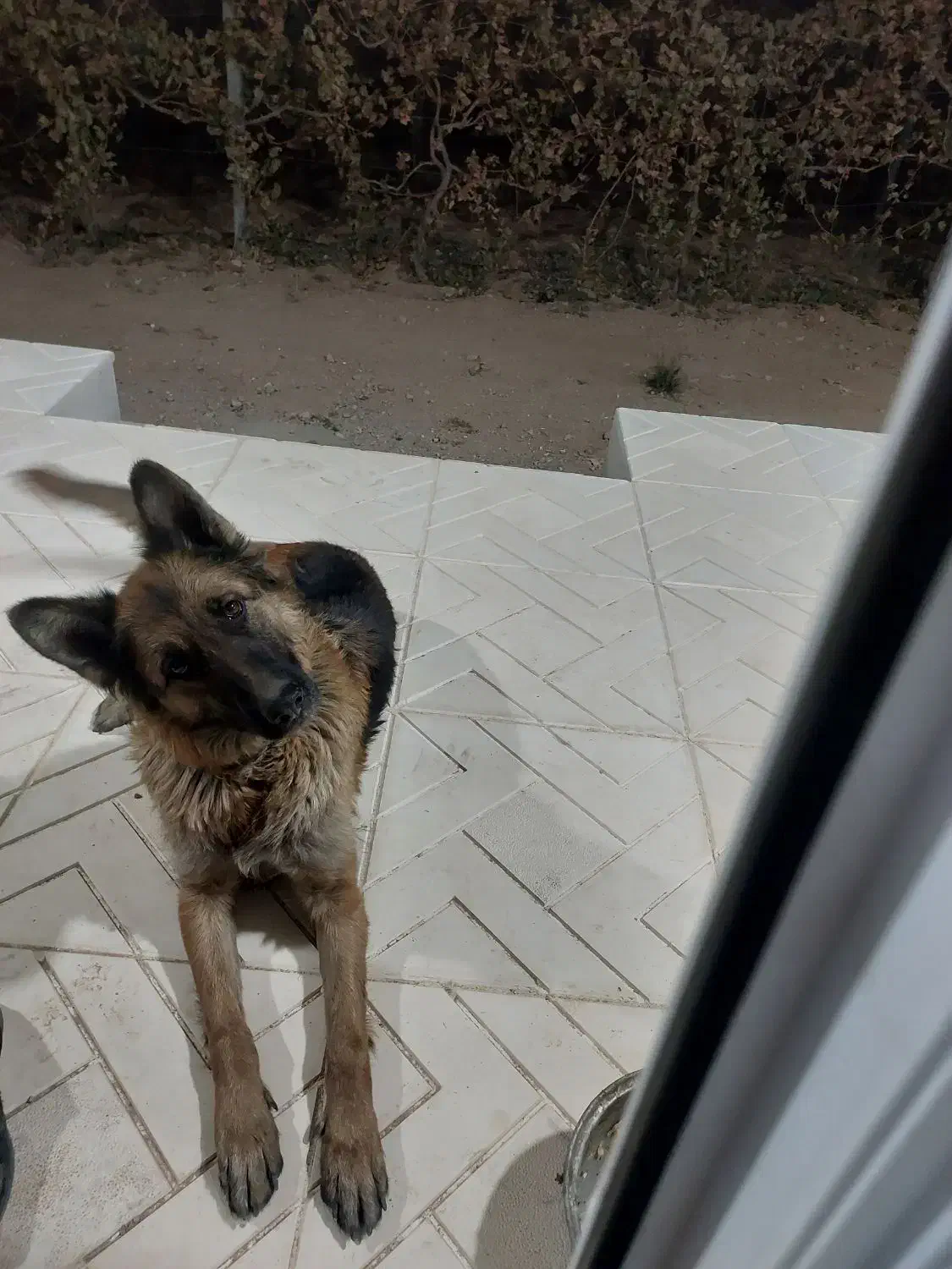 واگذاری سگ ژرمن|سگ|کبودرآهنگ, |دیوار