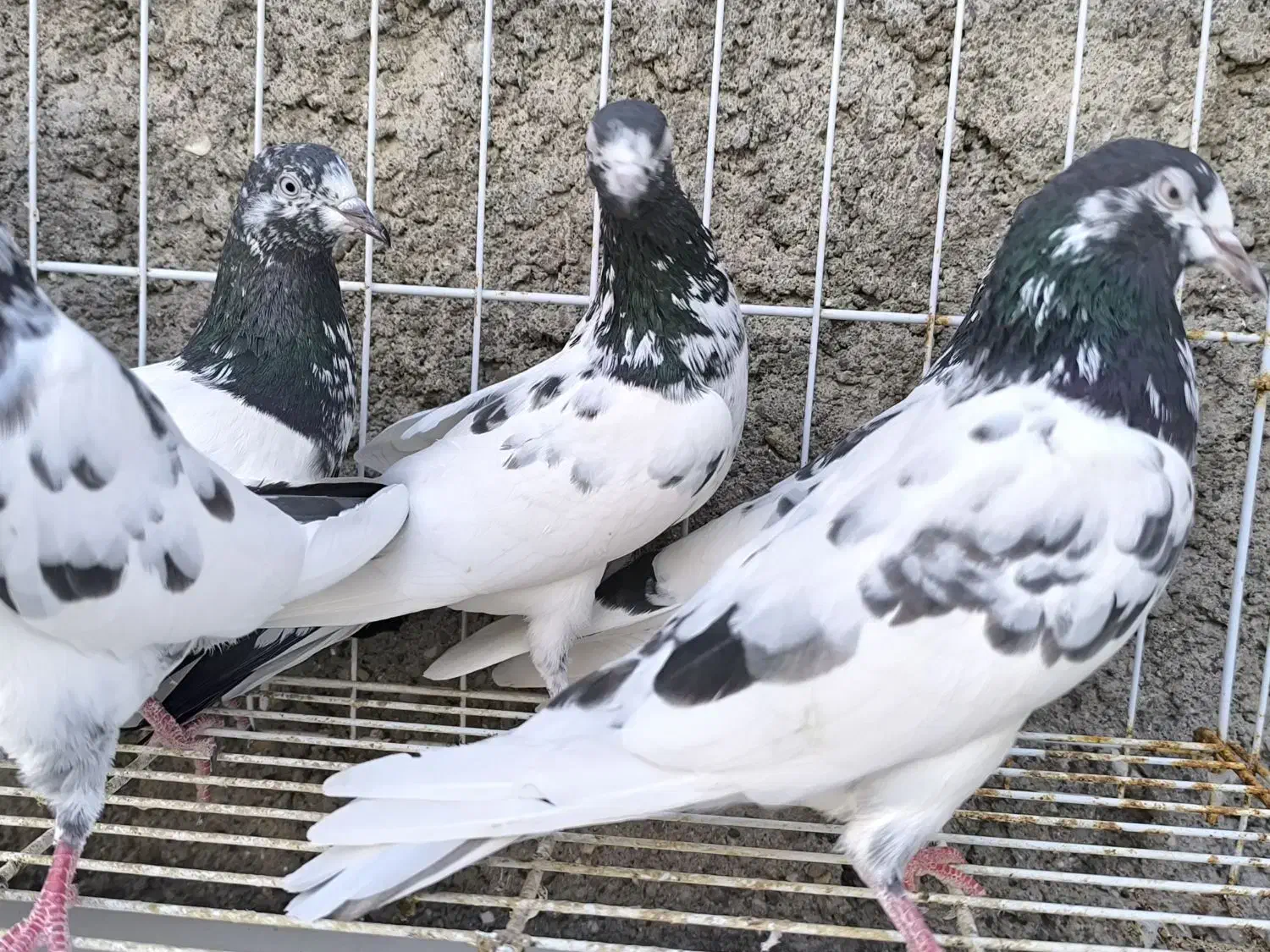 تیدی،کبوتر پاکستانی|پرنده|بندرلنگه, |دیوار