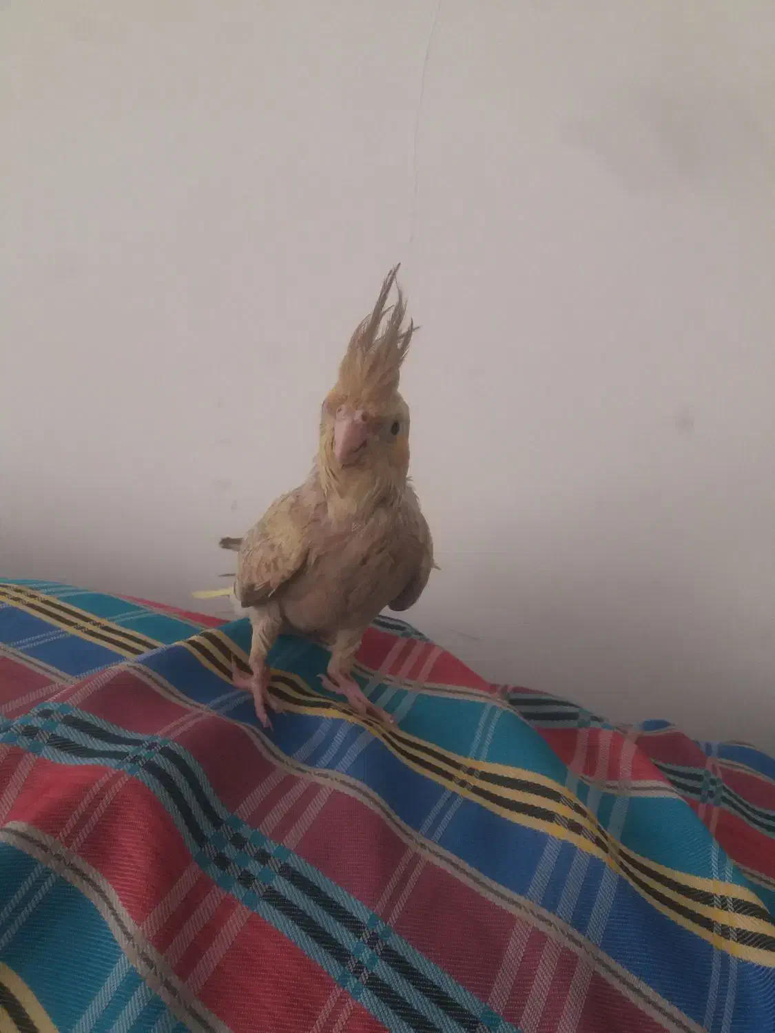 عروس هلندی|پرنده|سنندج, |دیوار