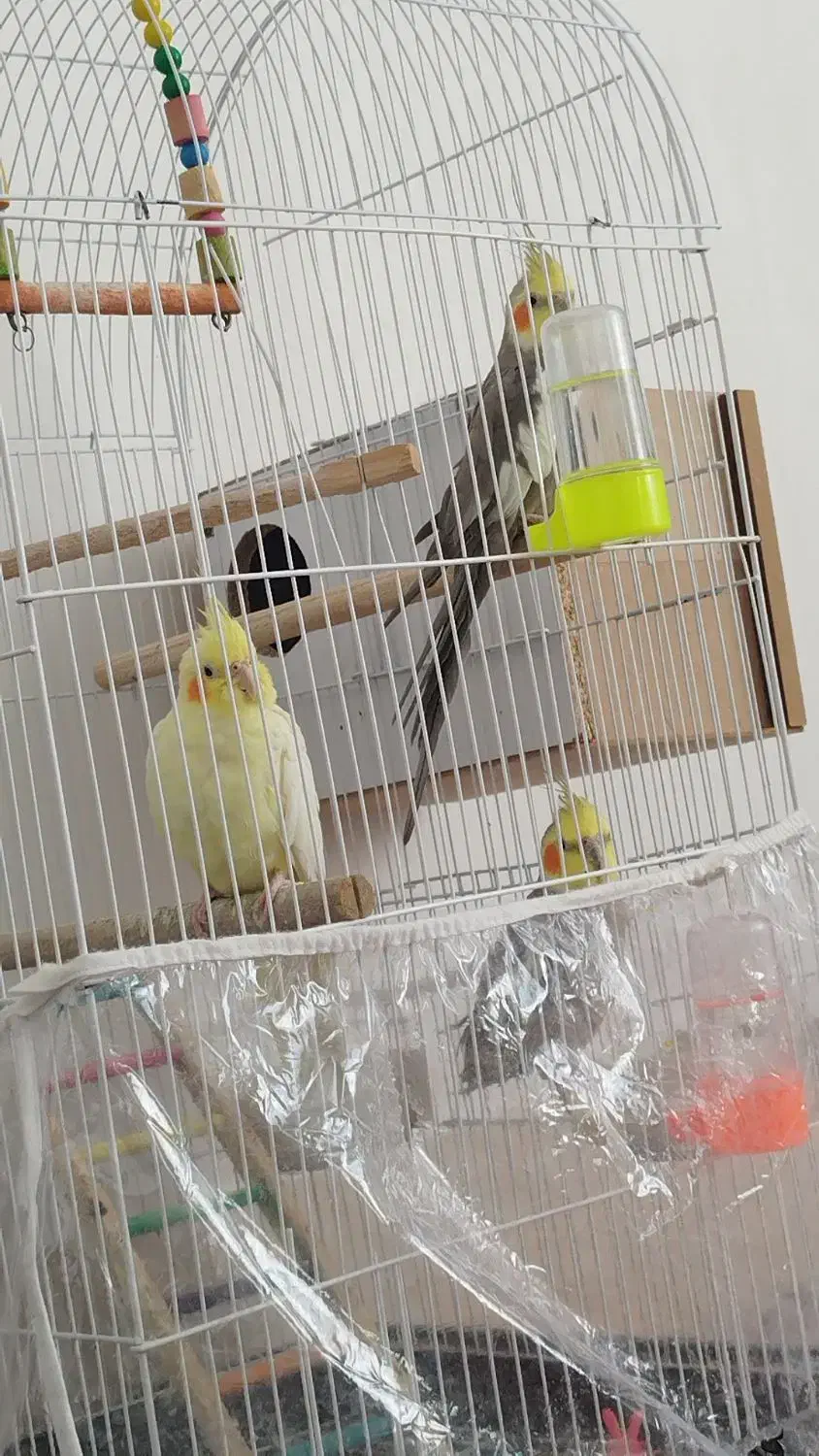 عروس هلندی|پرنده|زبرخان, |دیوار