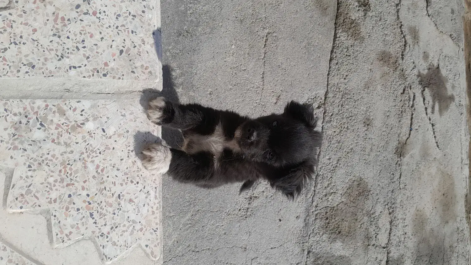 سک پاکوتاه اپارتمانی حرف گوش کن|سگ|کنگاور, |دیوار