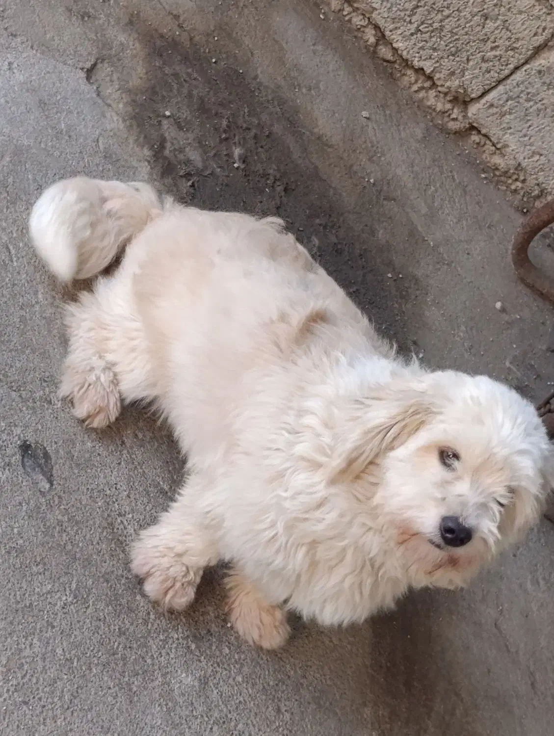 توله سگ پاکوتاه پشمالو|سگ|قائم‌شهر, |دیوار