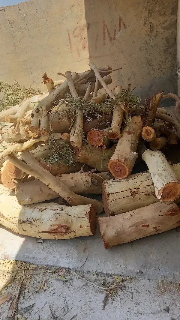 خرید درخت اکالیپتوس|خدمات باغبانی و درختکاری|بندر امام خمینی, |دیوار