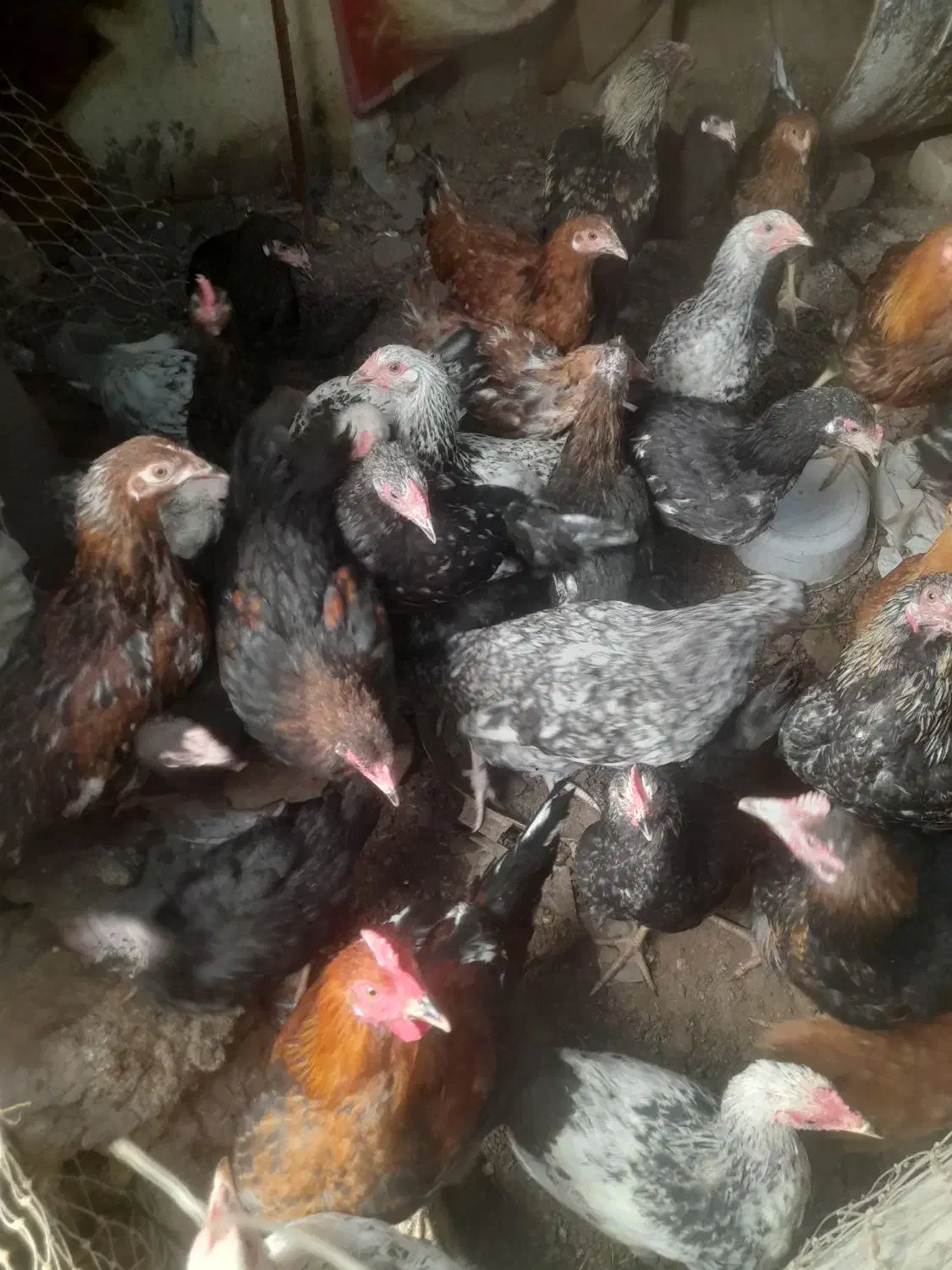 مرغ و خروس|حیوانات مزرعه|سیرجان, |دیوار