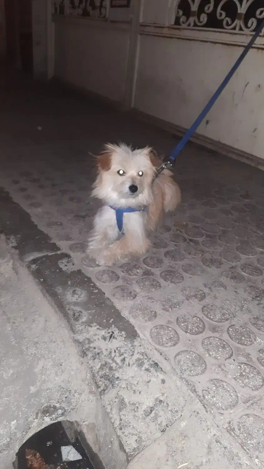 سگ پامریئن|سگ|ابهر, |دیوار