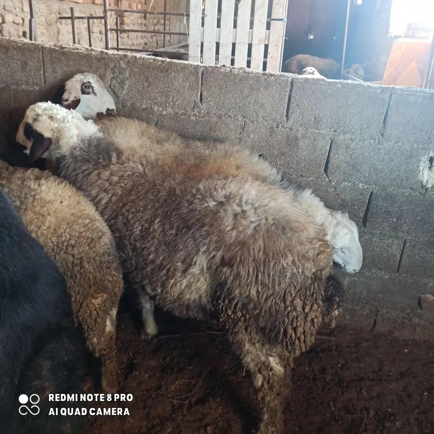 چهارراس نربره آس چاق خمیرجوخورده|حیوانات مزرعه|آزادشهر, |دیوار