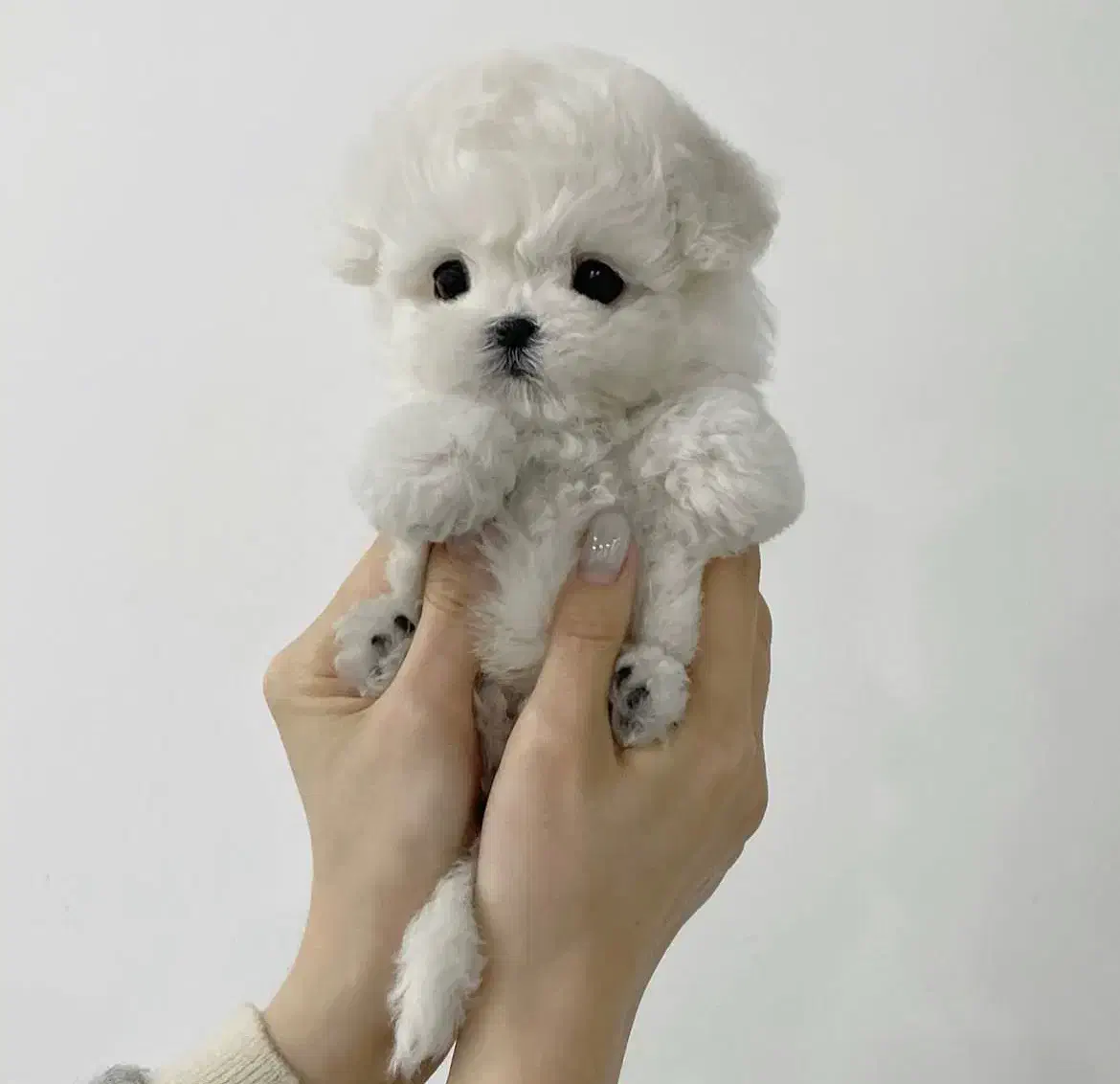 سگ پودل مالتیز عروسکی|سگ|تهران, منیریه|دیوار