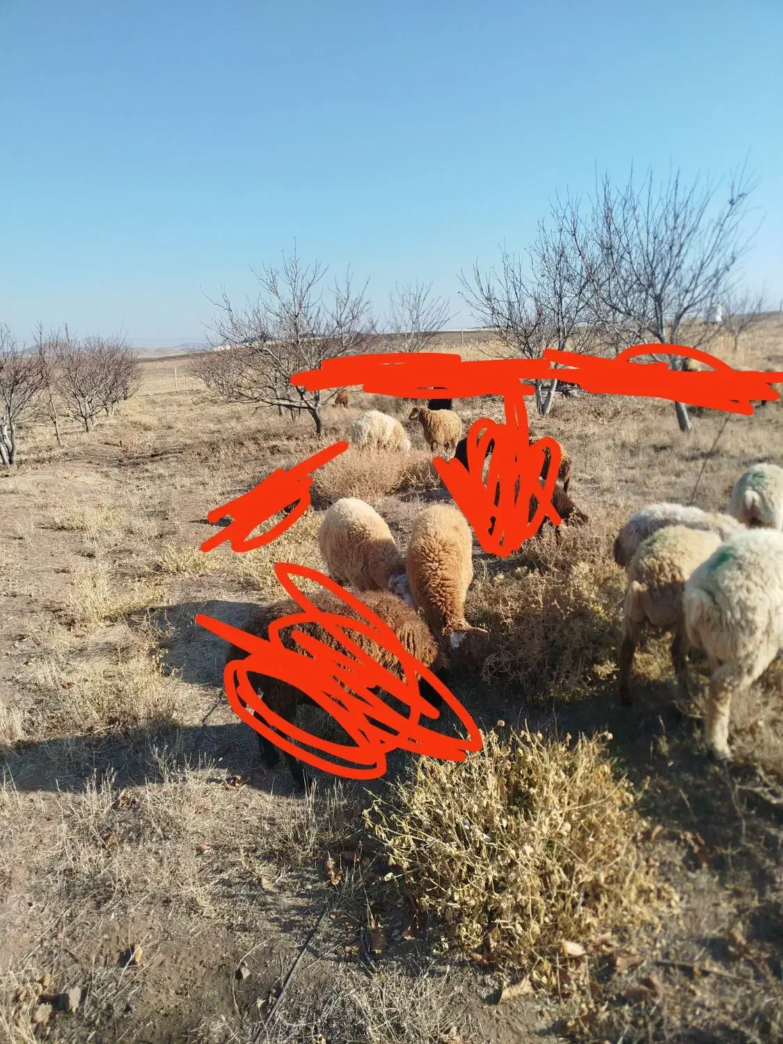 توغلی و بره|حیوانات مزرعه|ارشق, |دیوار