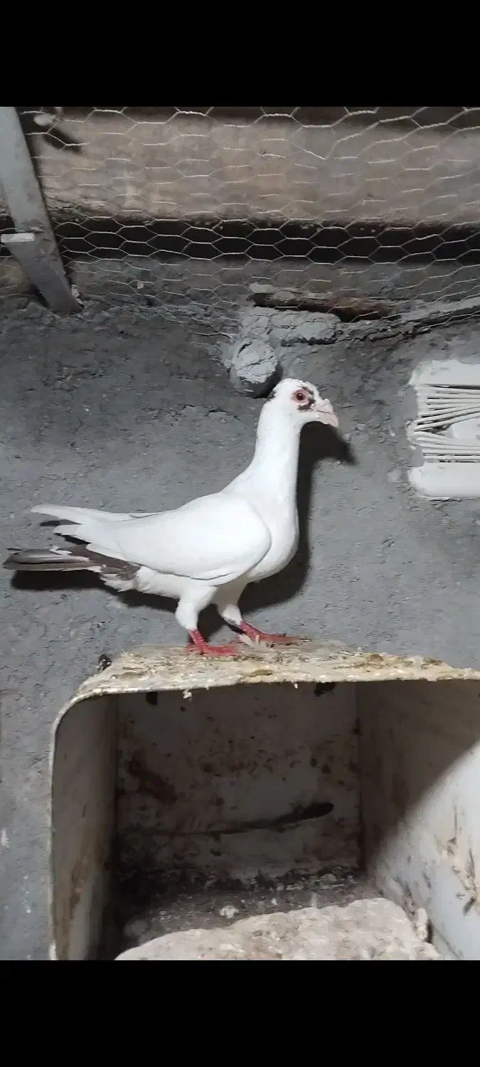 کبوتر دم سرخ کرمانی|پرنده|مه ولات, |دیوار