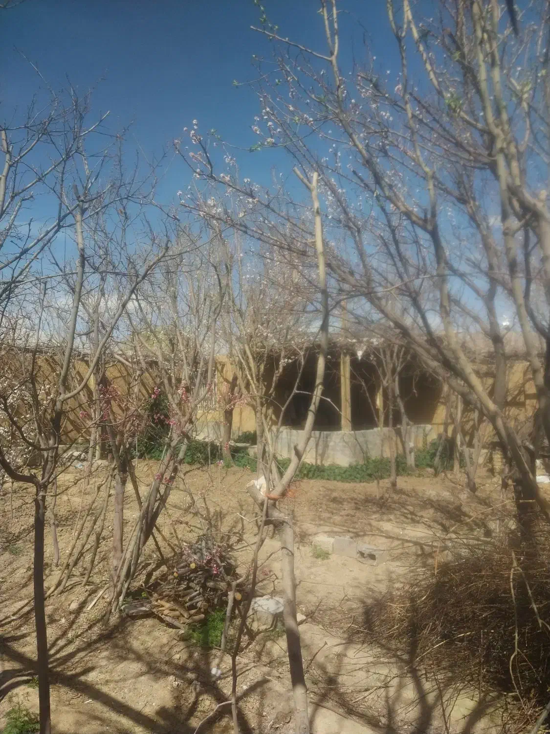 فضله کبوتر مخصوص کشت وکار|خدمات باغبانی و درختکاری|لنجان, |دیوار