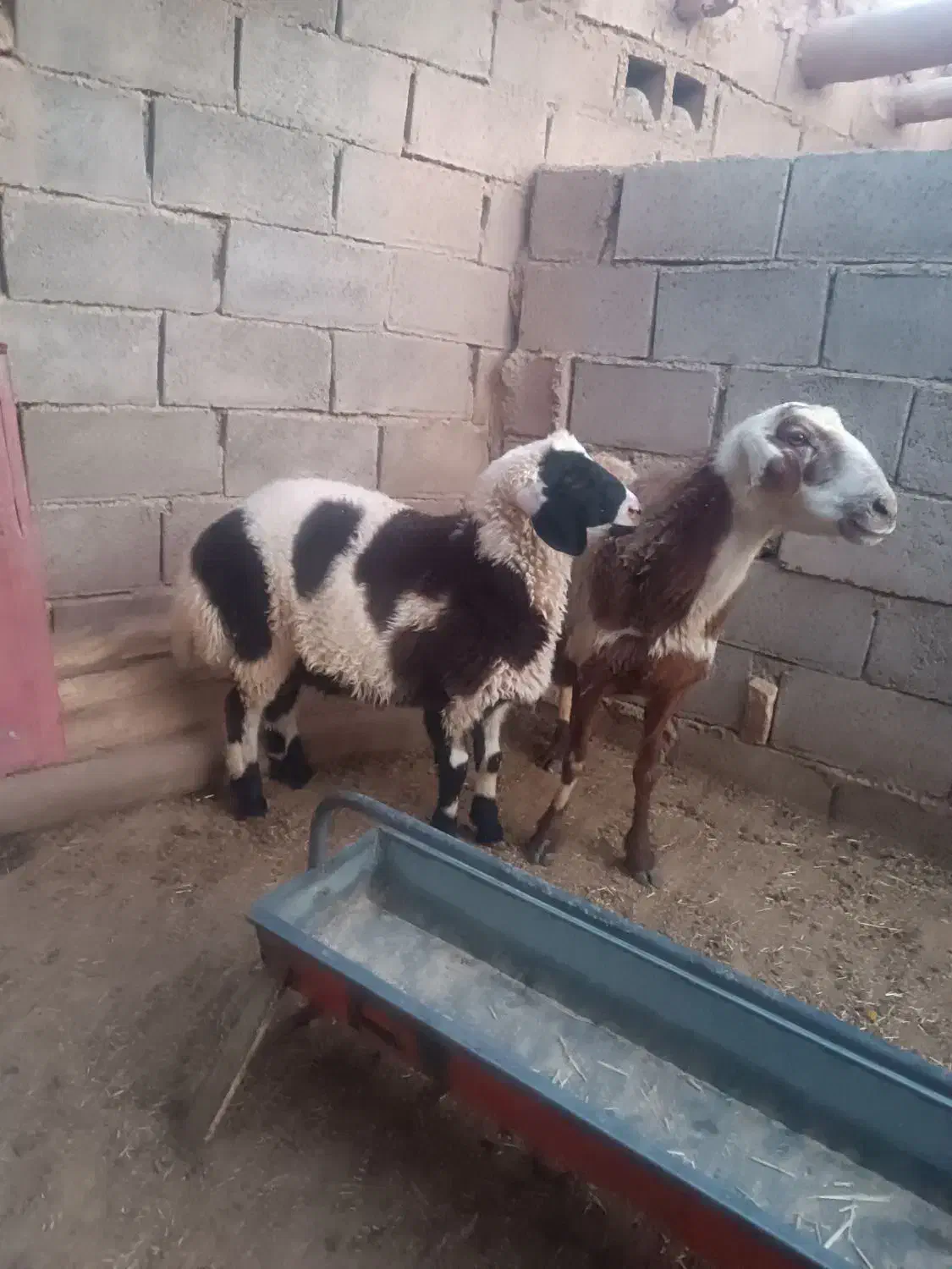 یک عدد میش بره نر|حیوانات مزرعه|قائن, |دیوار