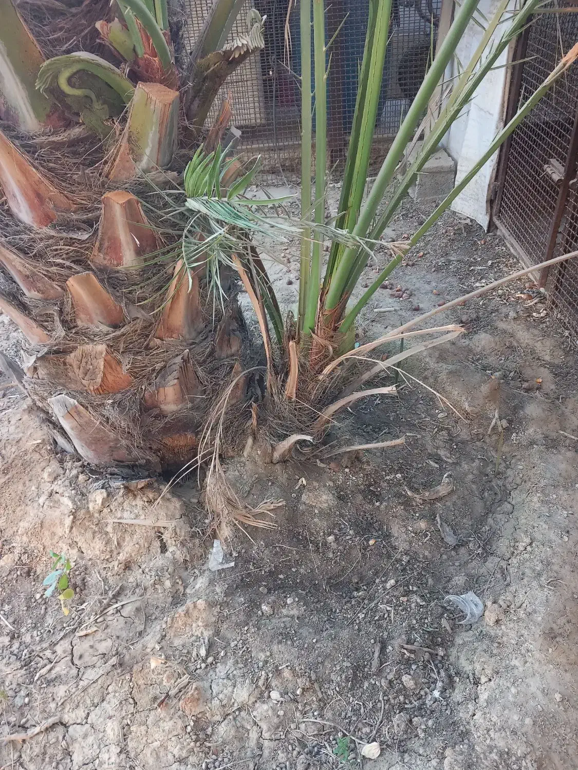 نخل برحی|گل و گیاه طبیعی|بندر ماهشهر, |دیوار