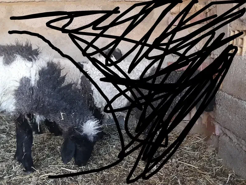 گوسفند میش دوقلو|حیوانات مزرعه|فهرج, |دیوار