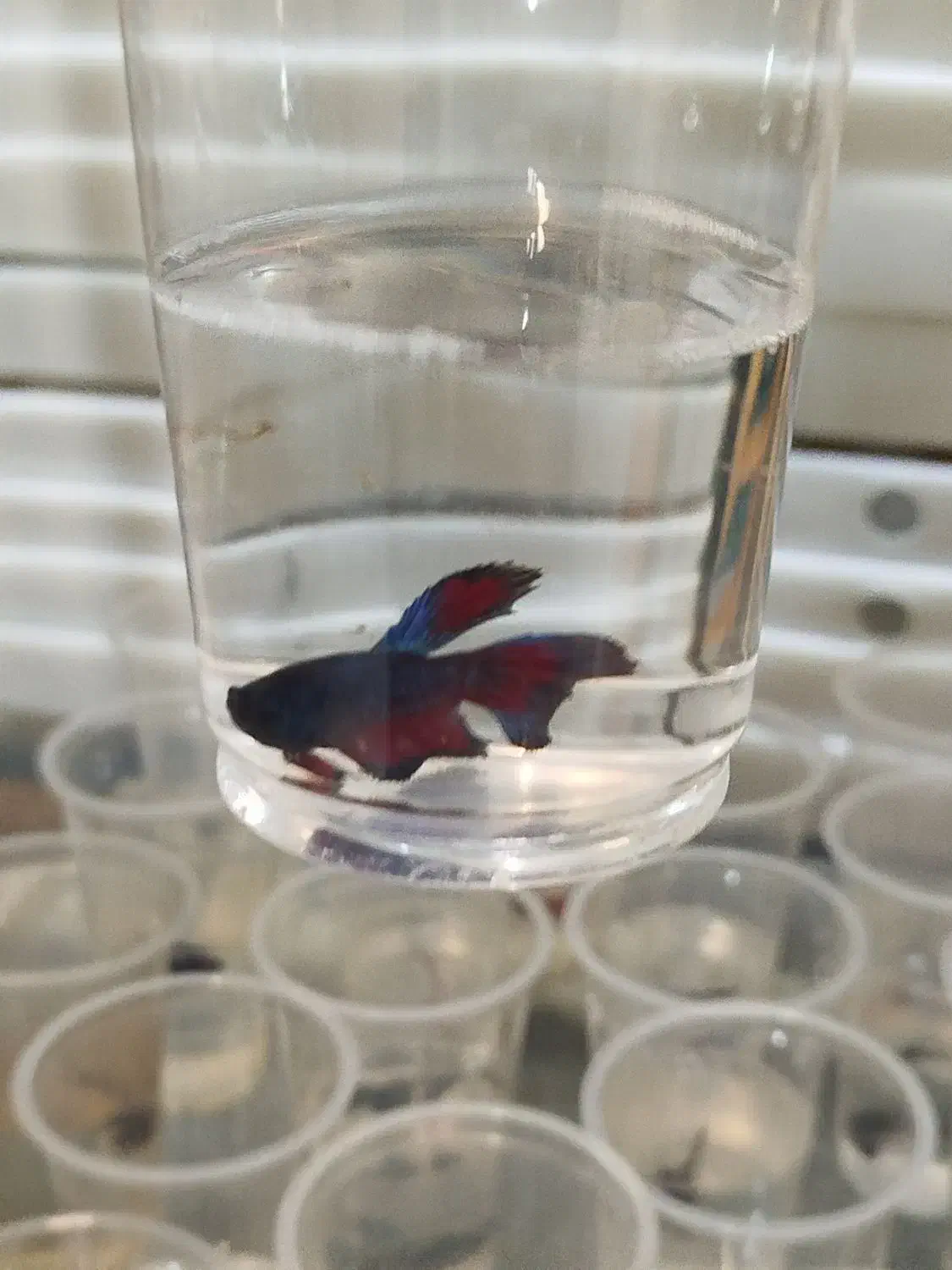 ماهی فایتر|ماهی|مشهد, الهیه|دیوار