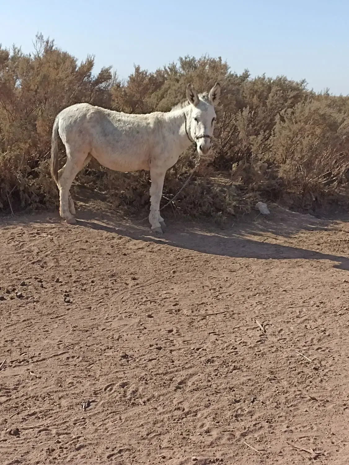 خره گله ای ماده|حیوانات مزرعه|تربتحیدریه, منظر|دیوار