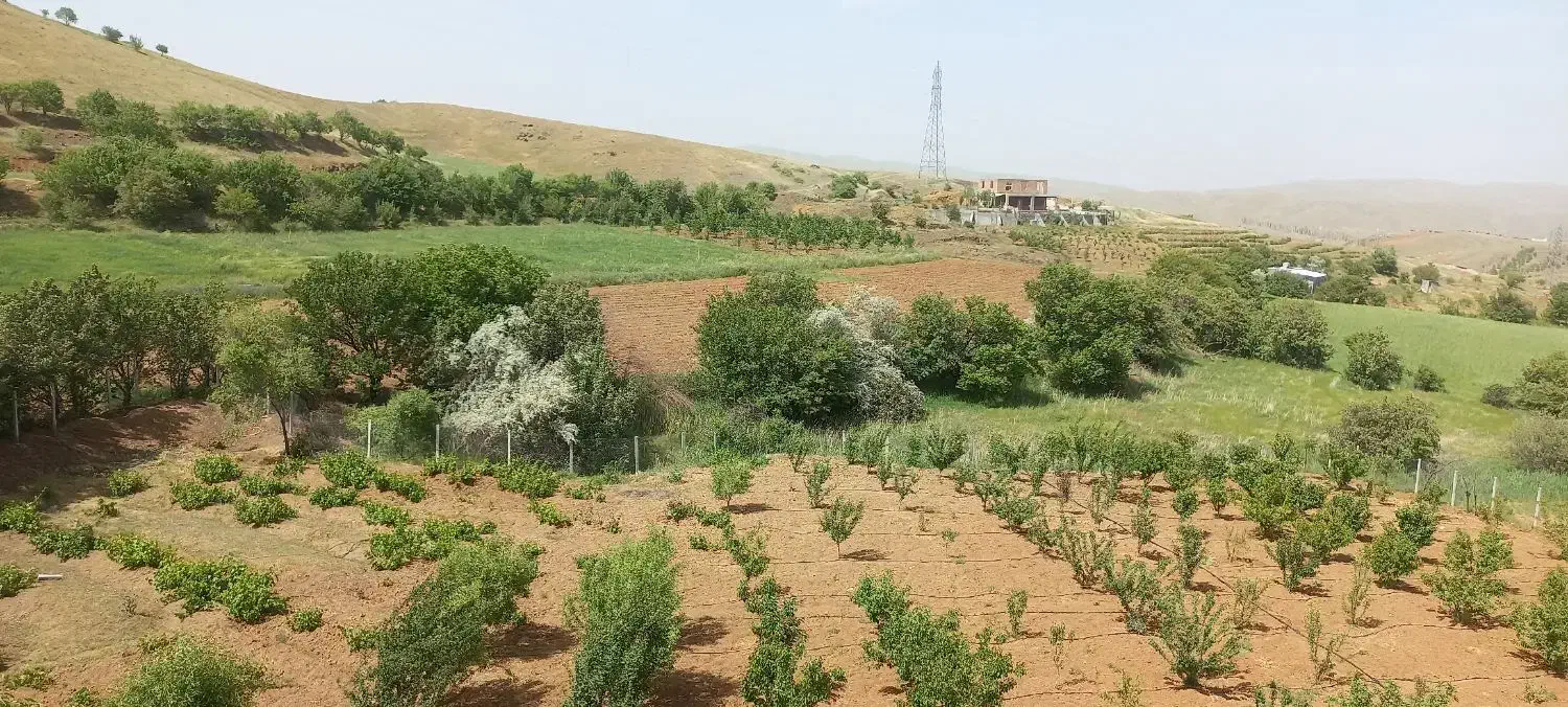 گلاب عسل کشمش|عمدهفروشی|سنندج, |دیوار