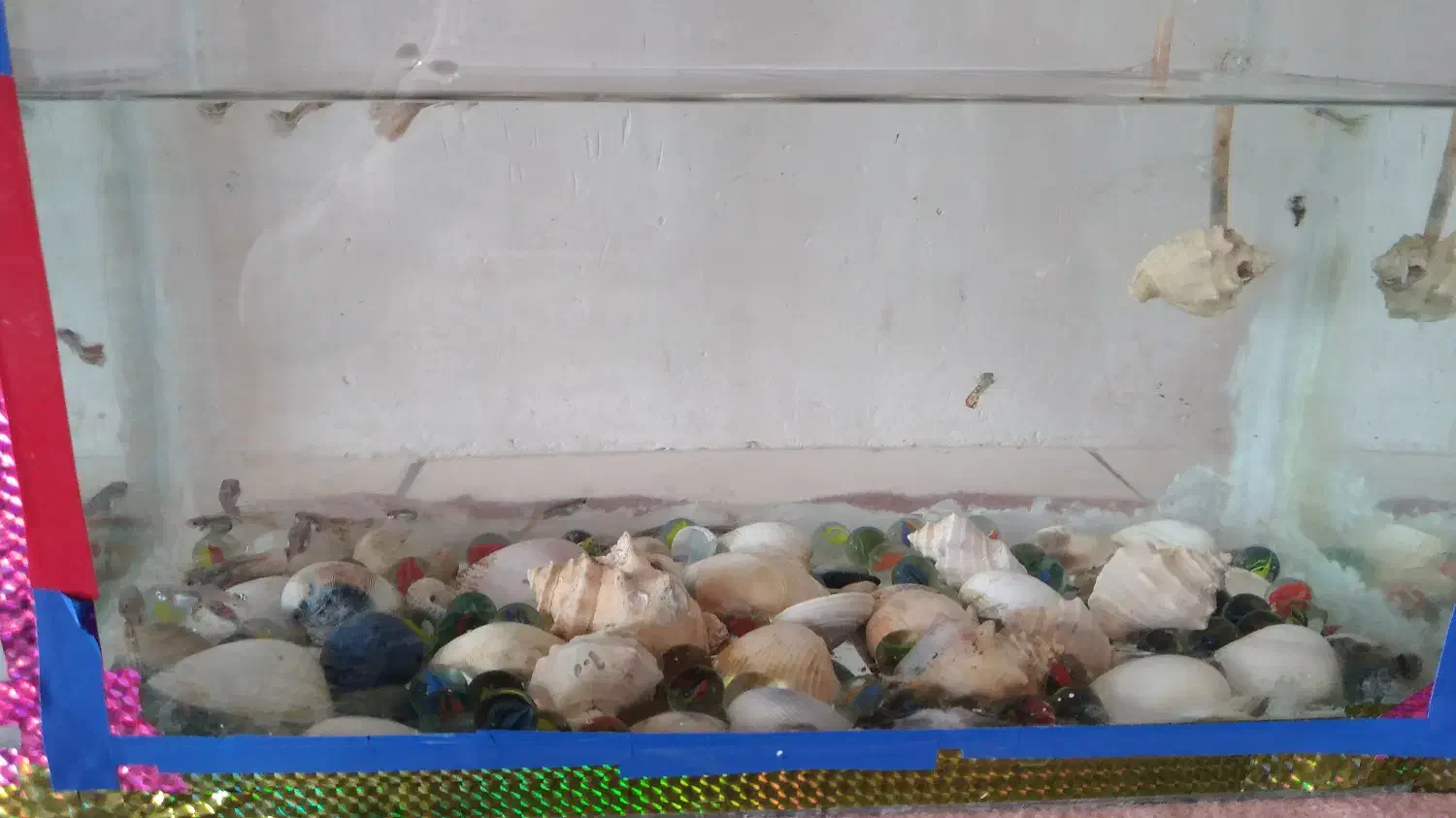 اواریوم با۴۳ ماهی ۲۷در ۱۸|ماهی|ماهان, |دیوار