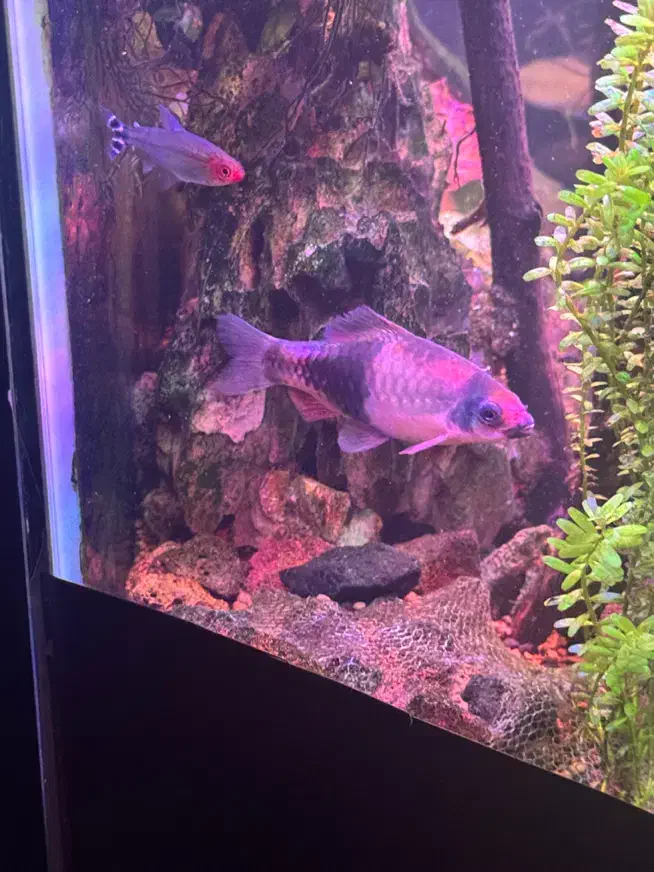 ماهی|ماهی|اهواز, زیتون کارمندی|دیوار