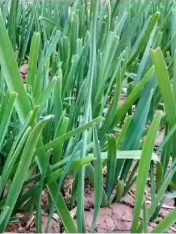 پخش سبزی خوردنی از باغ برای مقازها پذیرفته میشود|خدمات پذیرایی، مراسم|بندر ماهشهر, |دیوار