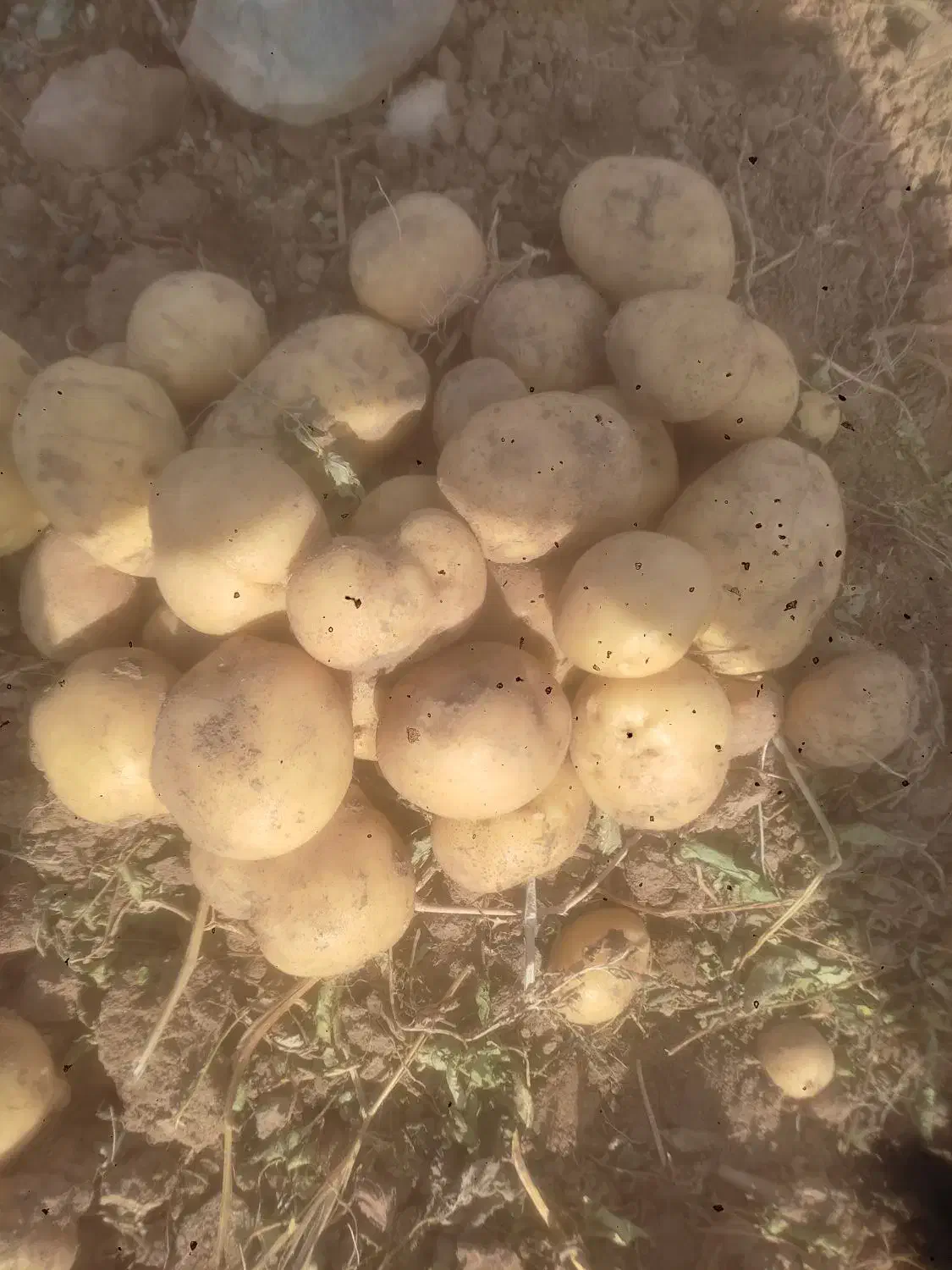 سیب زمینی بذری 1402|حراج|قروه, |دیوار