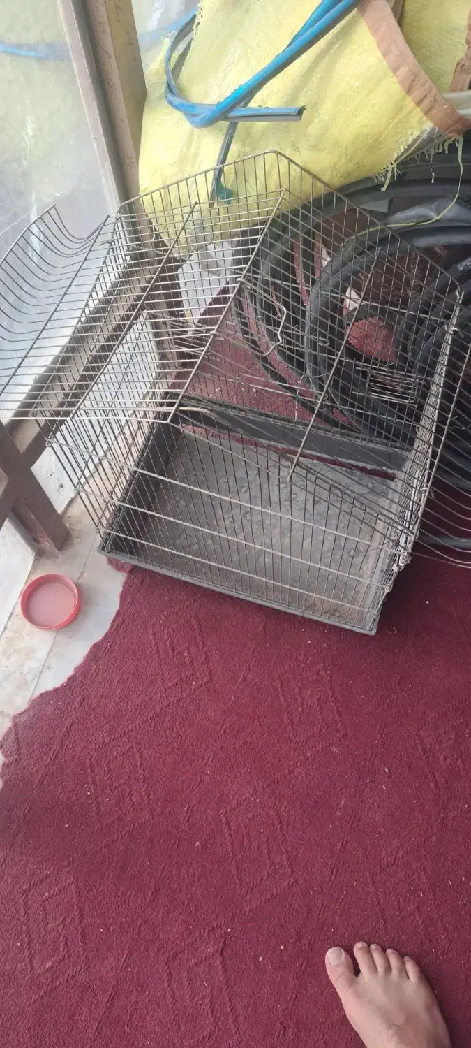 قفس پرنده|لوازم جانبی حیوانات|زابل, |دیوار