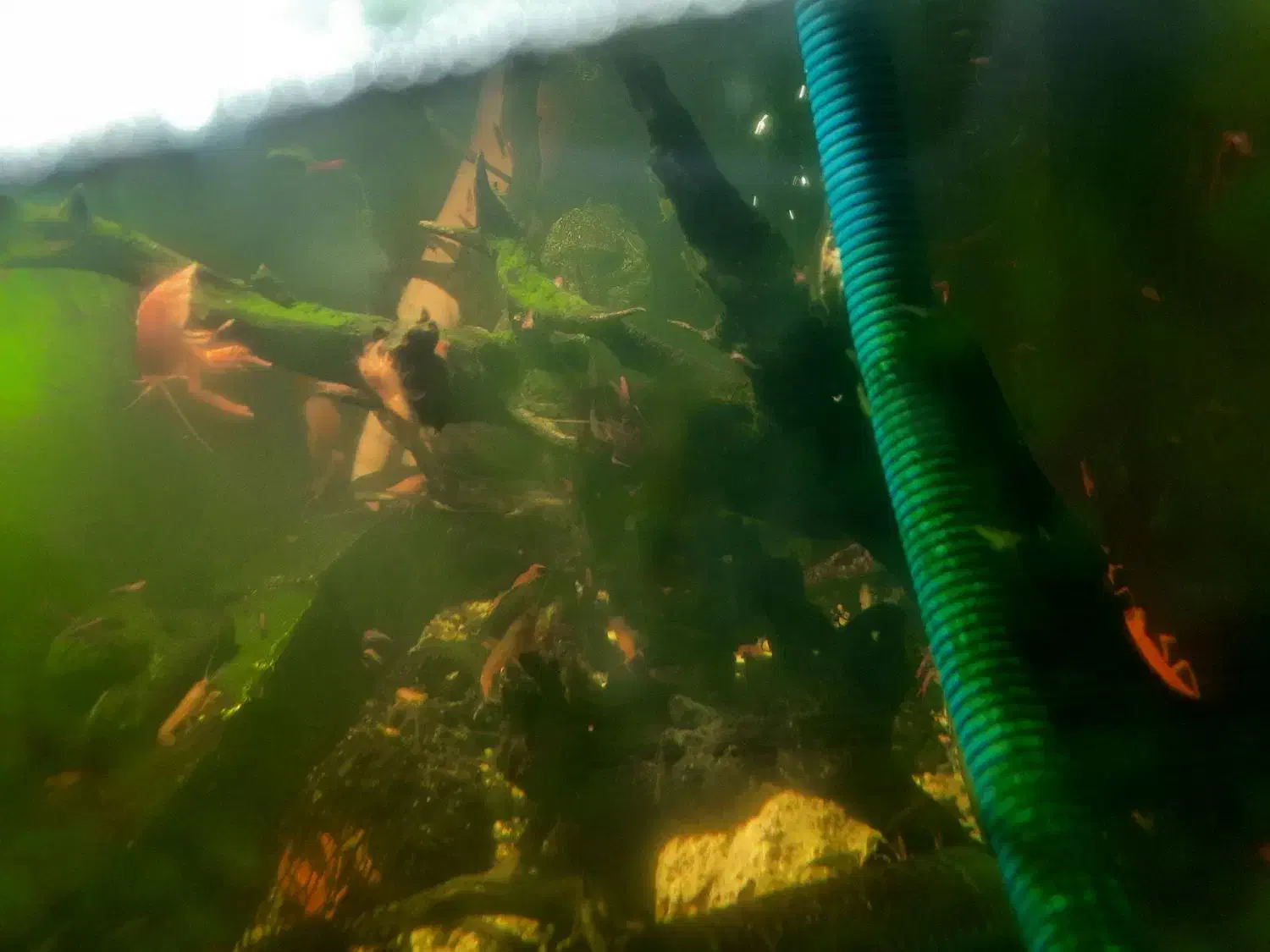 لابستر|ماهی|مشهد, امیریه|دیوار