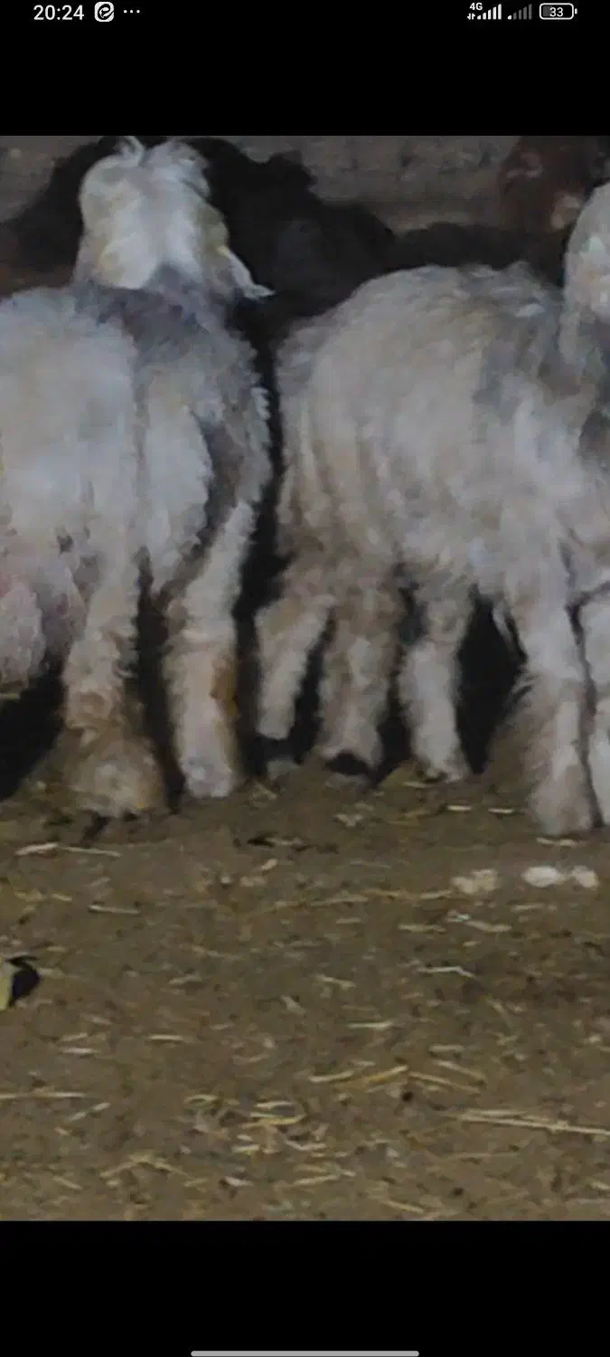 میش . بره .|حیوانات مزرعه|عسگران, |دیوار