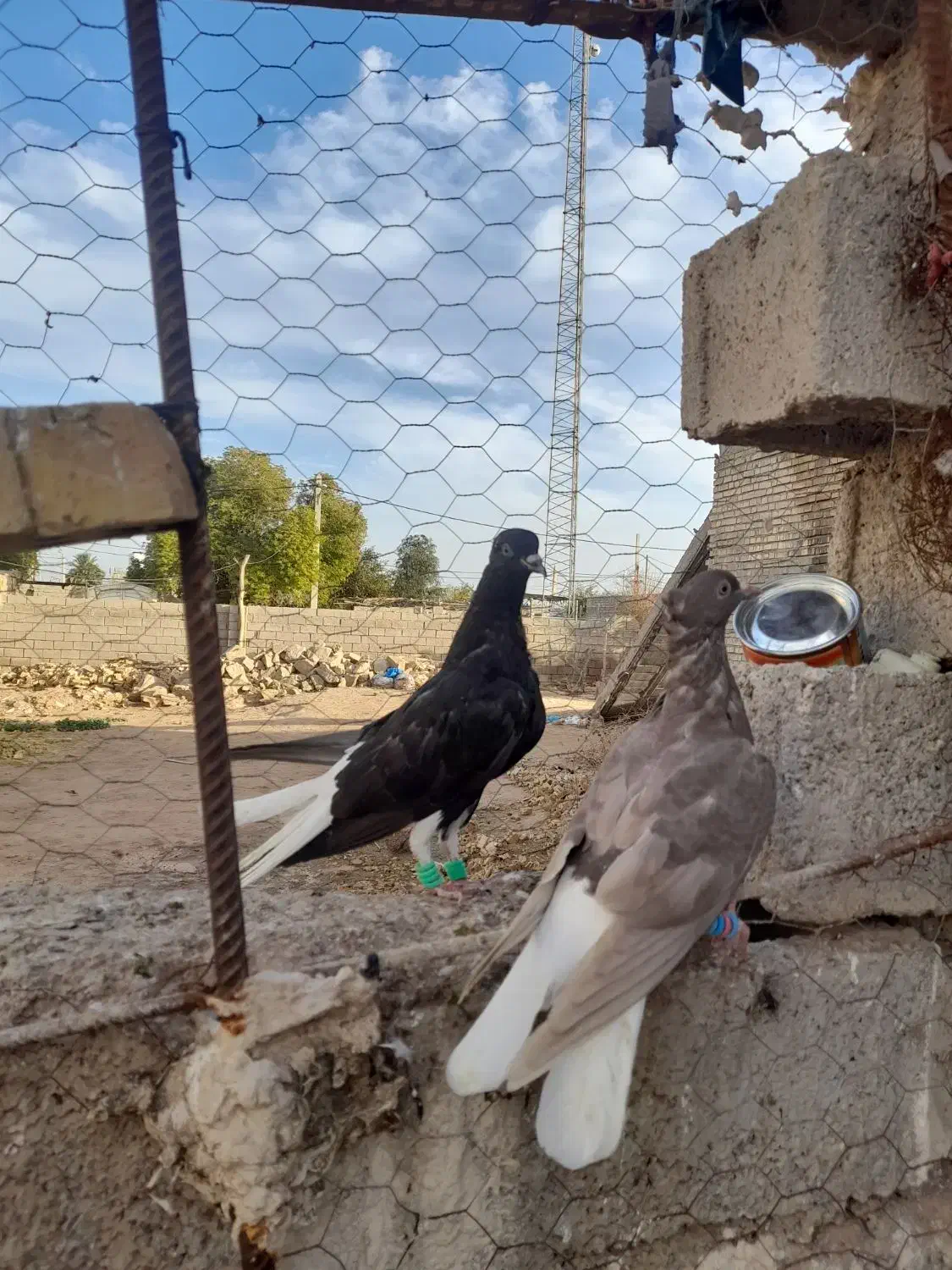 جوجه دمسفید|پرنده|سوسنگرد, |دیوار