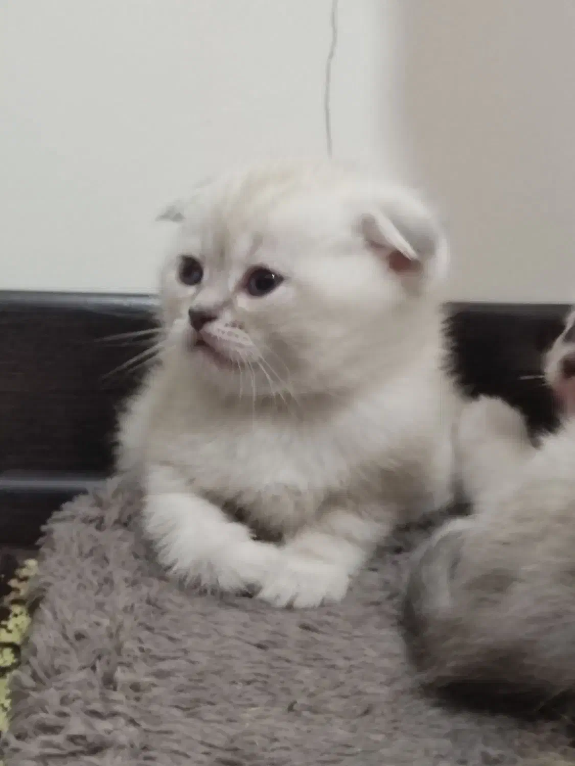 چینچیلا سیلور اسکاتیش بریتیش|گربه|ساری, |دیوار