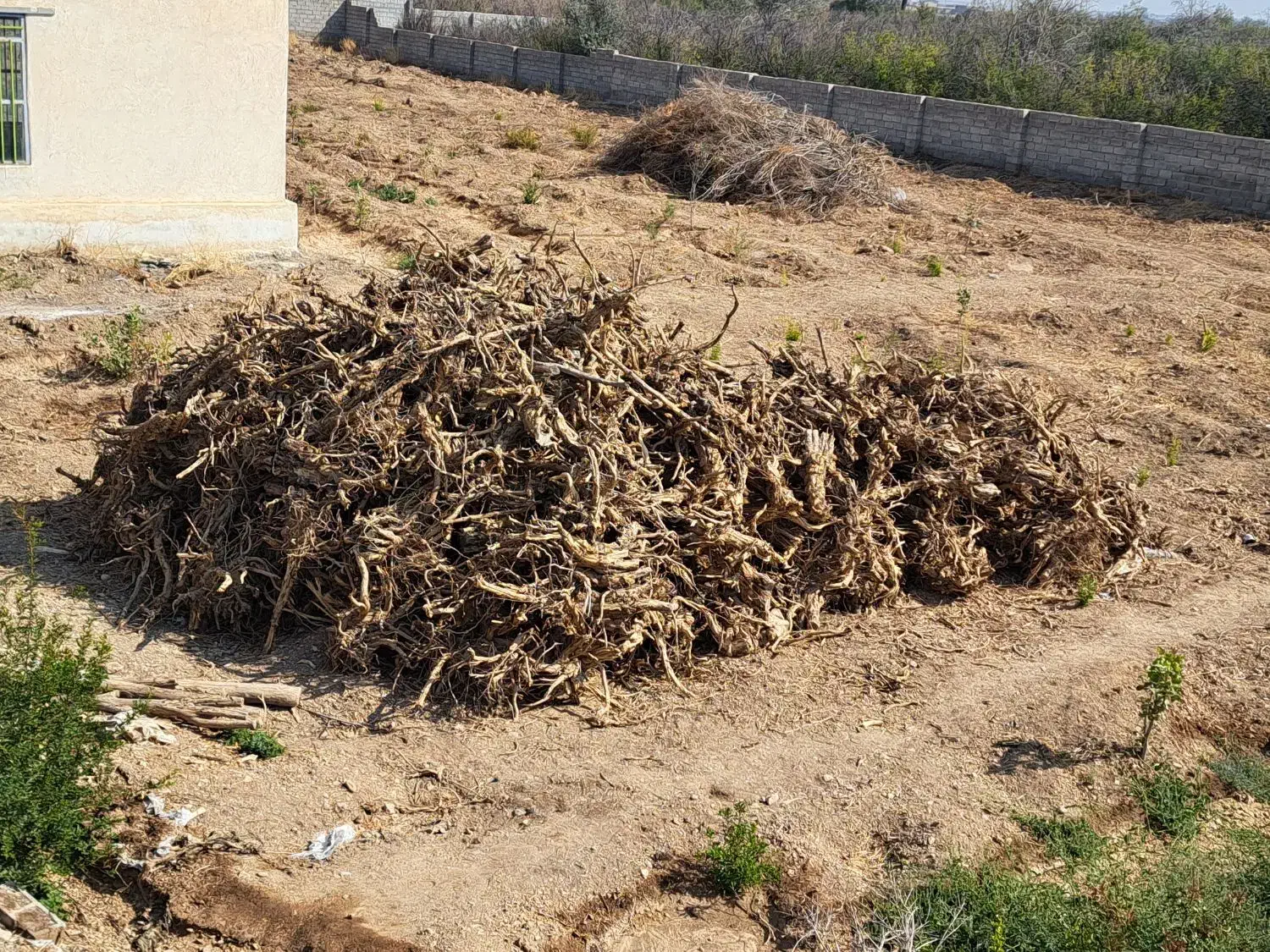 چوب ریشه انار|عمدهفروشی|شیراز, شهرک صدا و سیما|دیوار