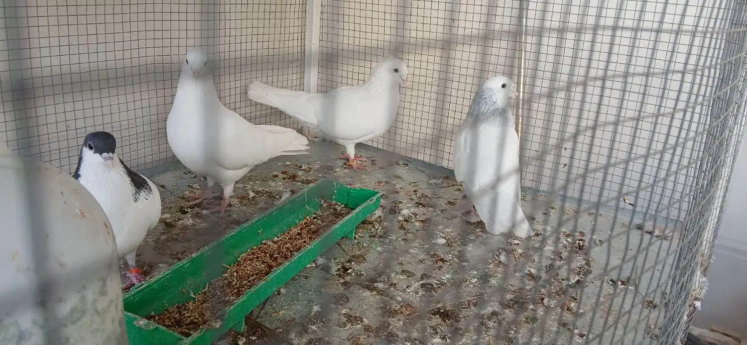 کبوترزیبا|پرنده|برازجان, |دیوار