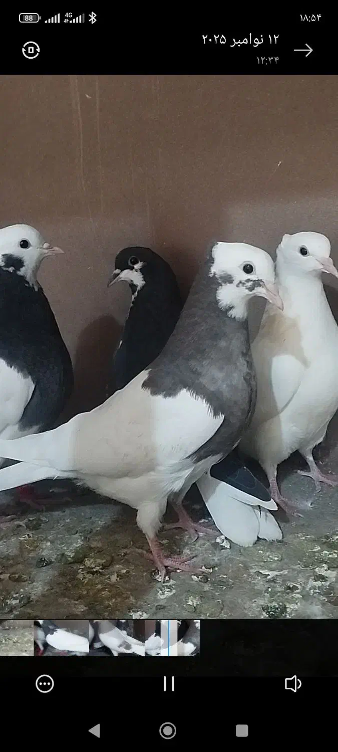 کفتر|پرنده|اقبالیه, |دیوار