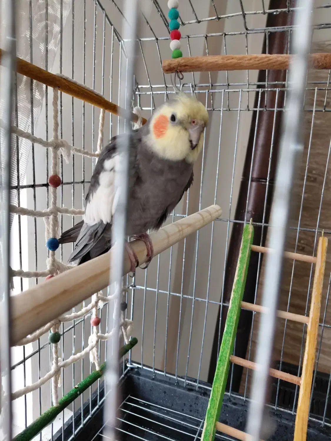 عروس هلندی سخنگو|پرنده|ارومیه, |دیوار