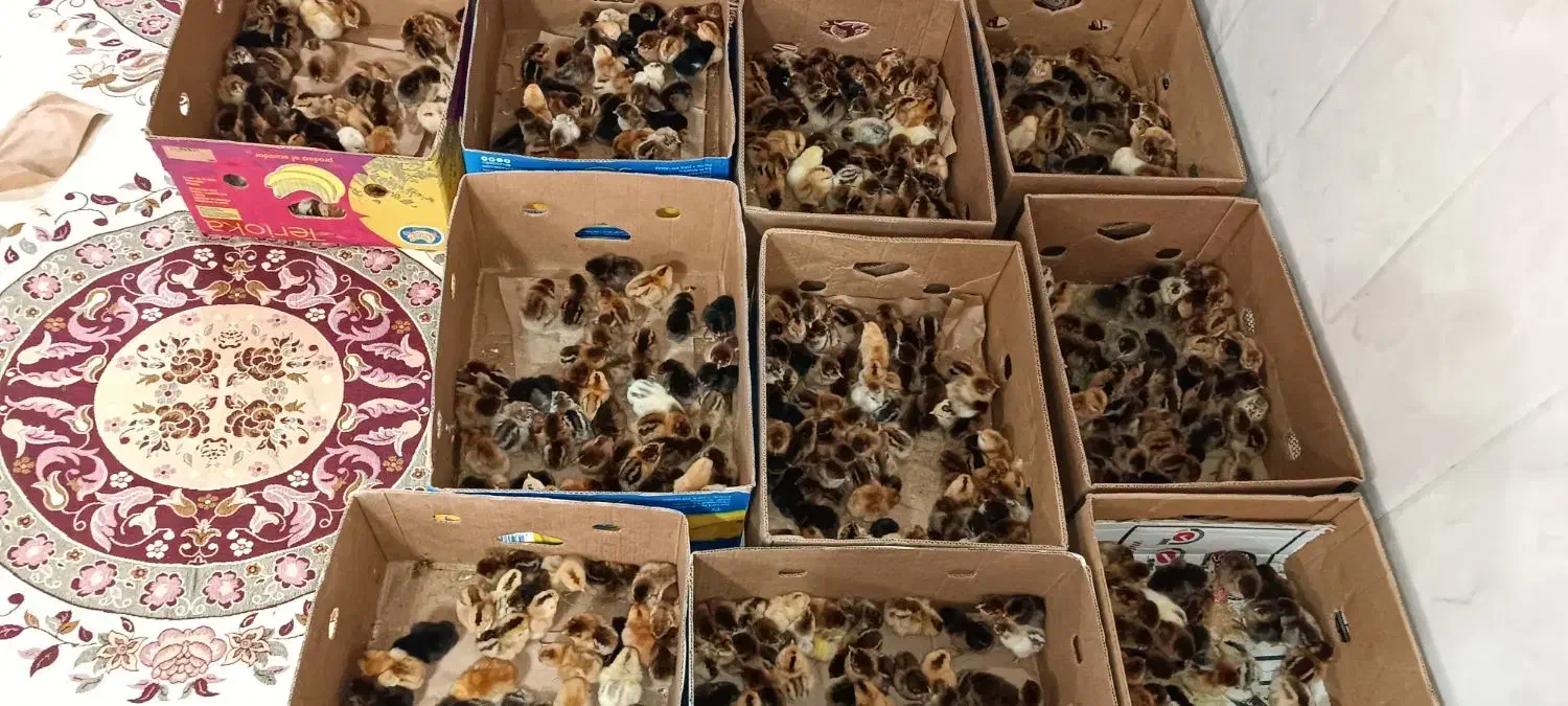 دستگاه جوجه کشی اسکندری 1008 تای|حیوانات مزرعه|باغ بهادران, |دیوار