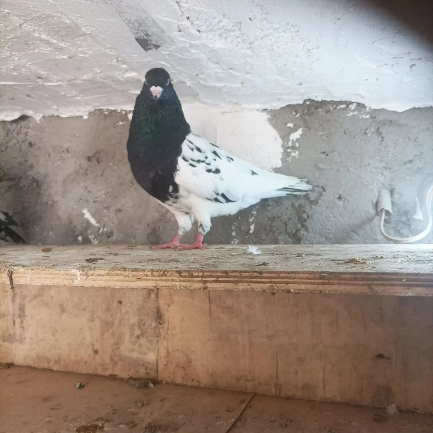 کله ای|پرنده|مسجد سلیمان, |دیوار