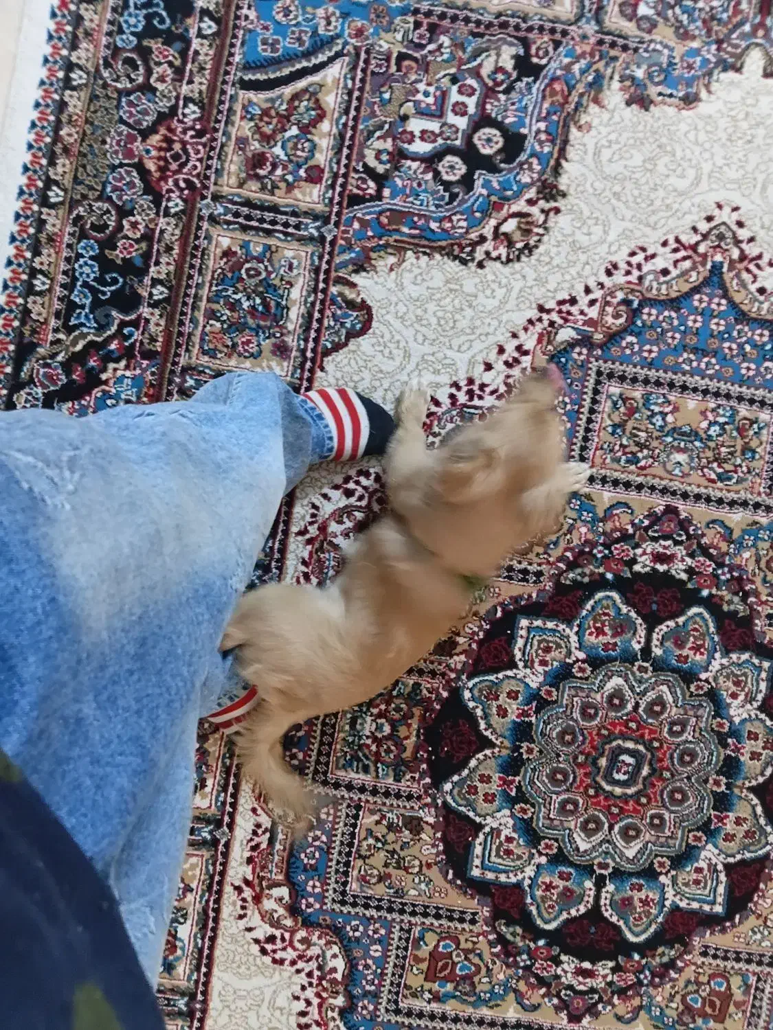 واگزاری سگ پامر اشپیتز|سگ|شاهدشهر, |دیوار