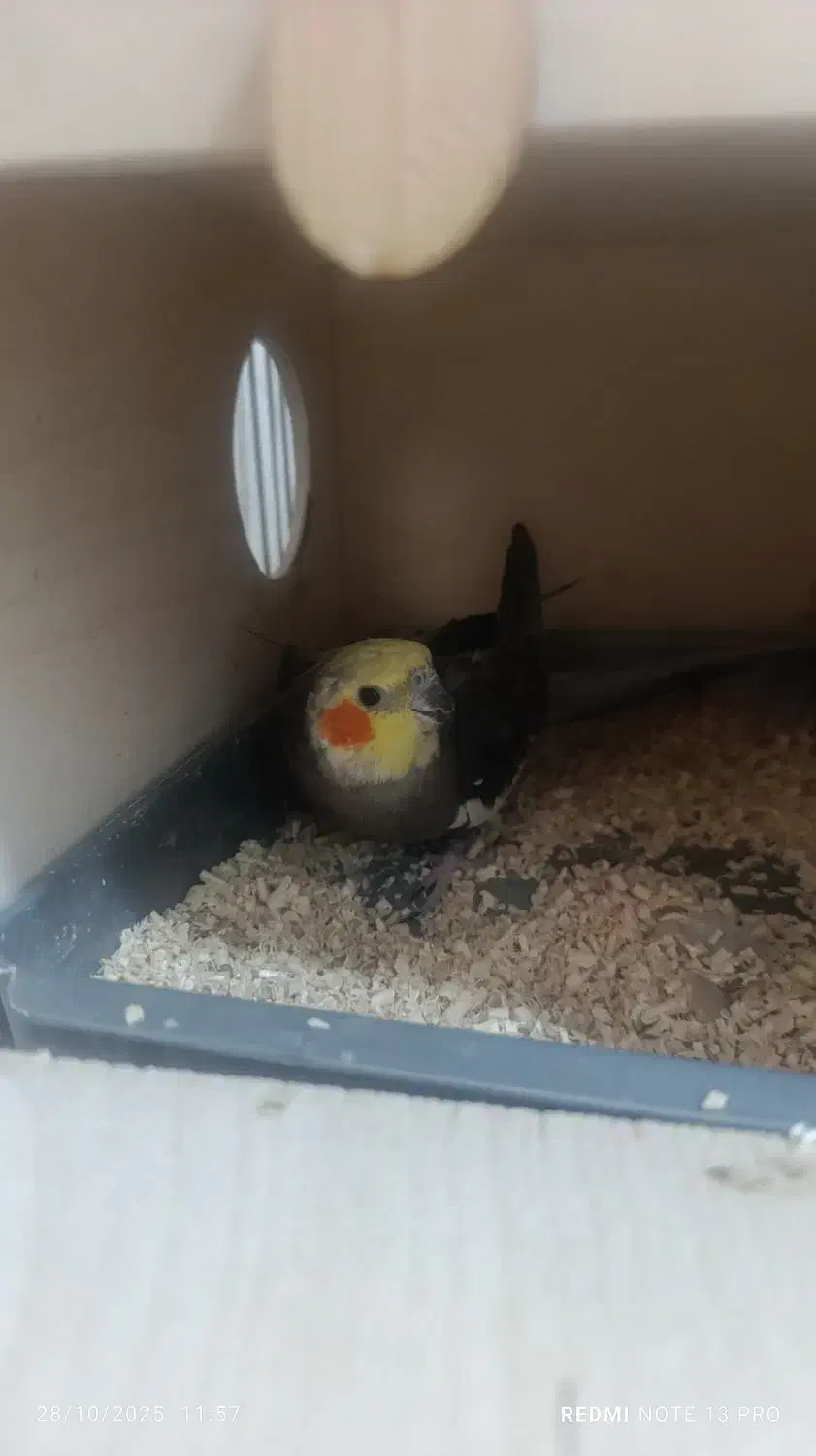 جفت عروس هلندی مولد|پرنده|دوگنبدان, |دیوار