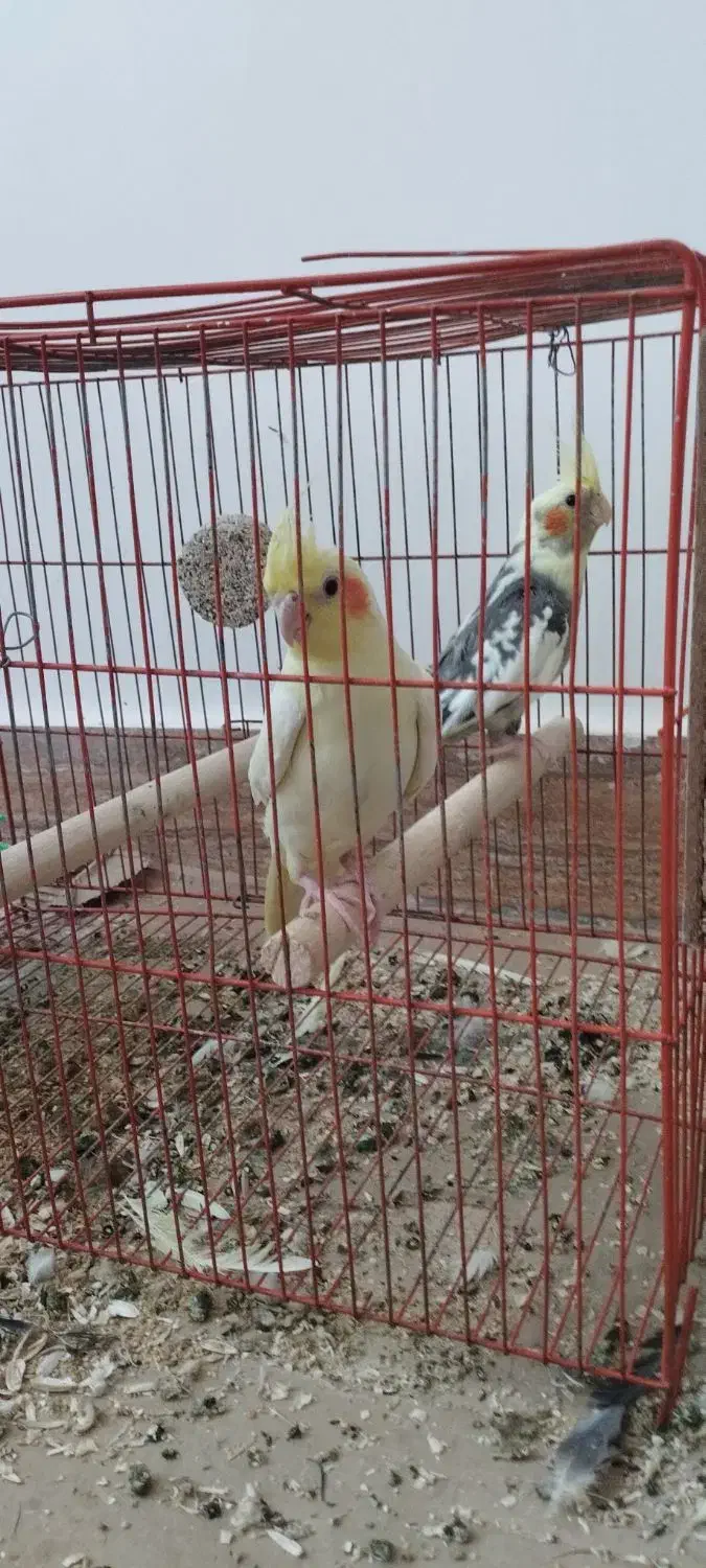 فروشی|پرنده|تربت جام, جامرود|دیوار