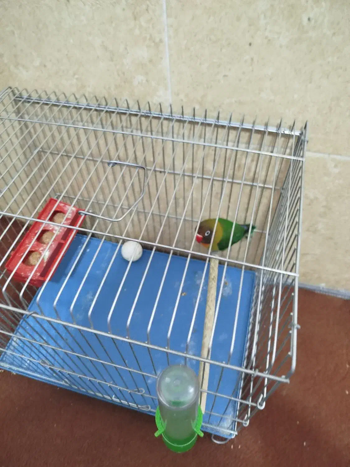 کوتوله برزیلی|پرنده|شیراز, کوشک میدان|دیوار