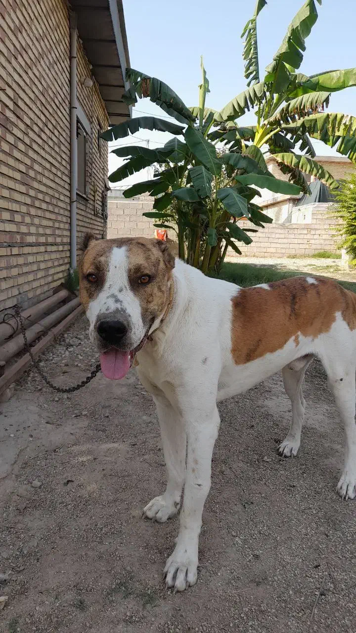 سگ افغان البای بسیار خوشگل|سگ|گنبد کاووس, |دیوار