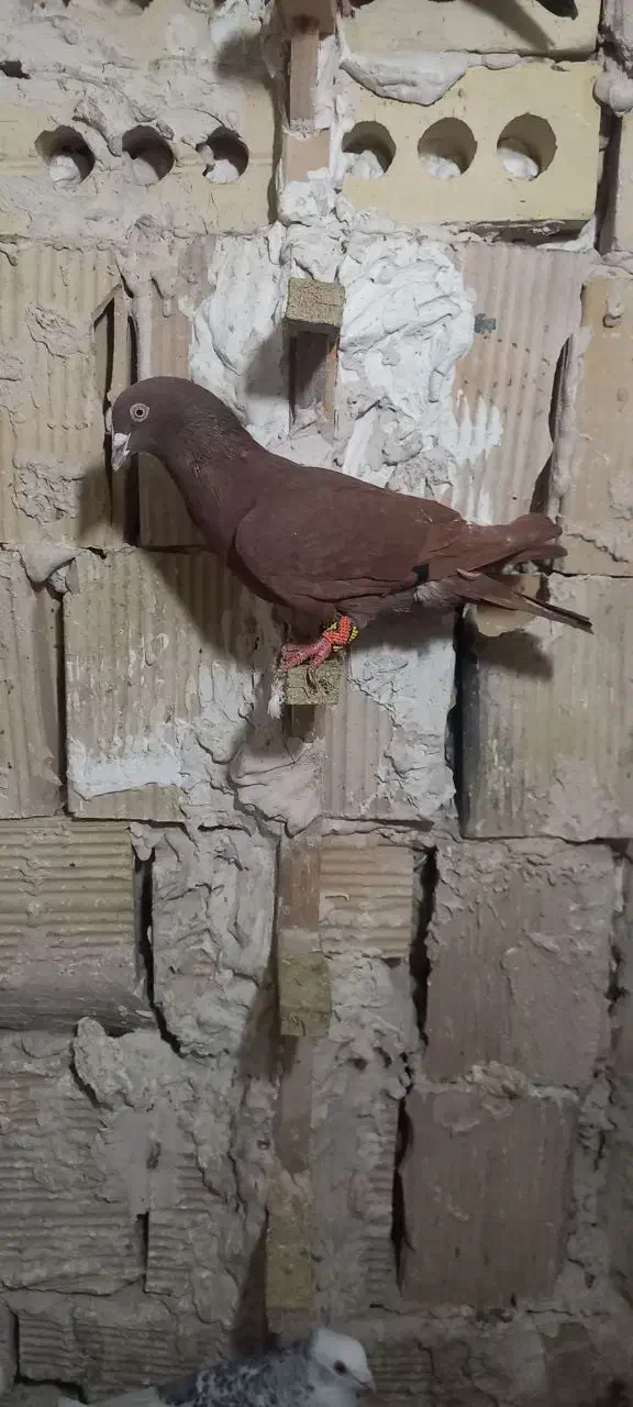 کفتر|پرنده|مشهد, شهید مطهری|دیوار