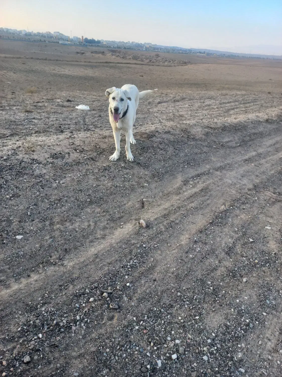 سگ سرابی اصیل شیش ماه|سگ|سبزوار, جوادیه شرقی|دیوار